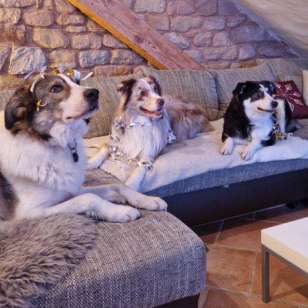 Silvesterangst - was tun, wenn‘s knallt?