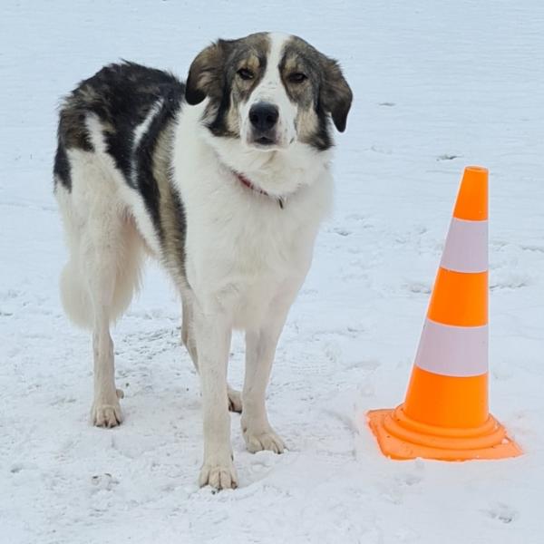 Oldie but Goldie: Seniorensport für Hunde (Workshop)