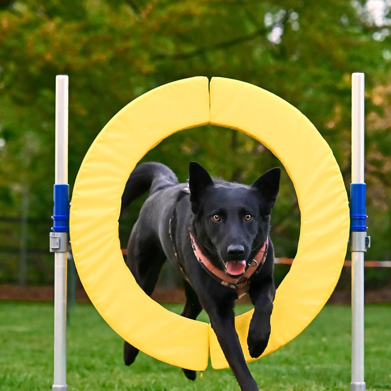 Fun Agility mit Steffi Do. 19:15 Uhr