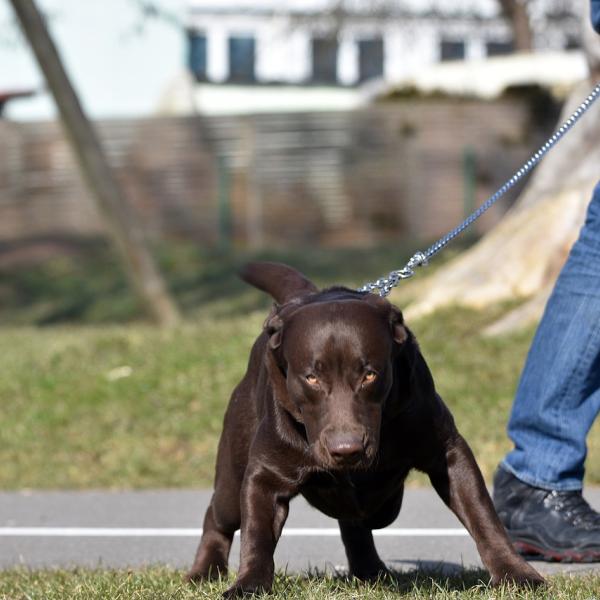Leinenpöblerkurs mit Melanie
