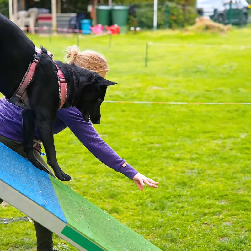 Fun Agility mit Steffi Mi. 19:00 Uhr