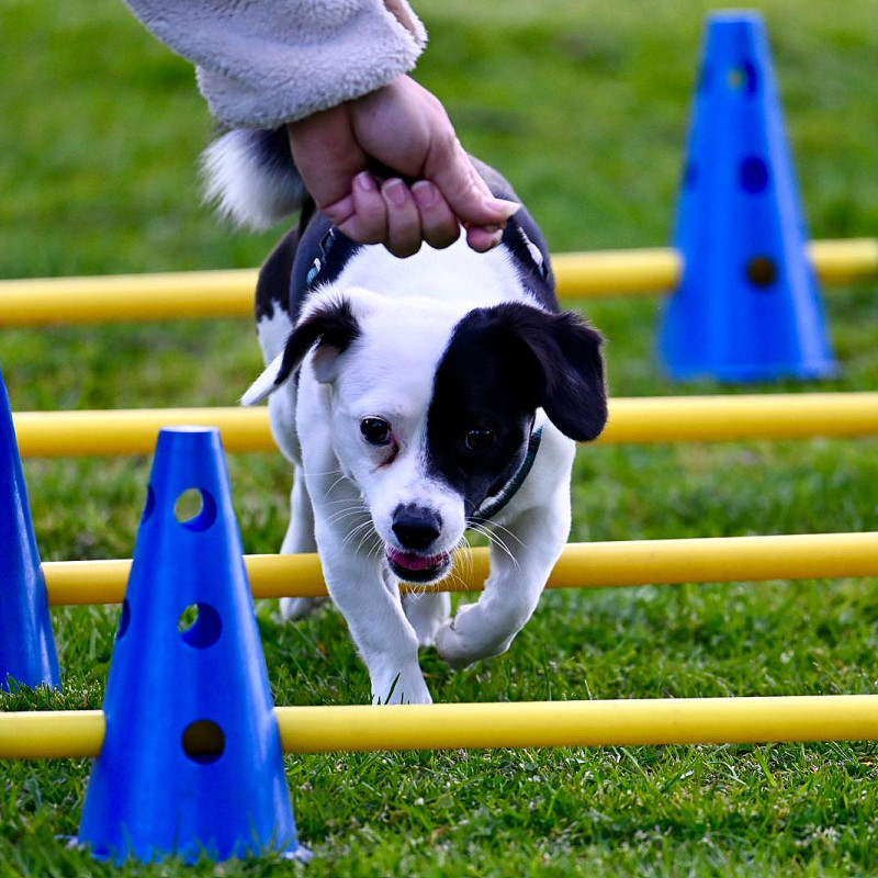 Minihunde Gruppe mit Melanie