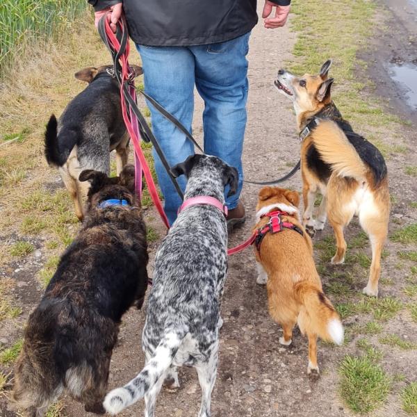 Leinenführigkeitskurs mit Melanie