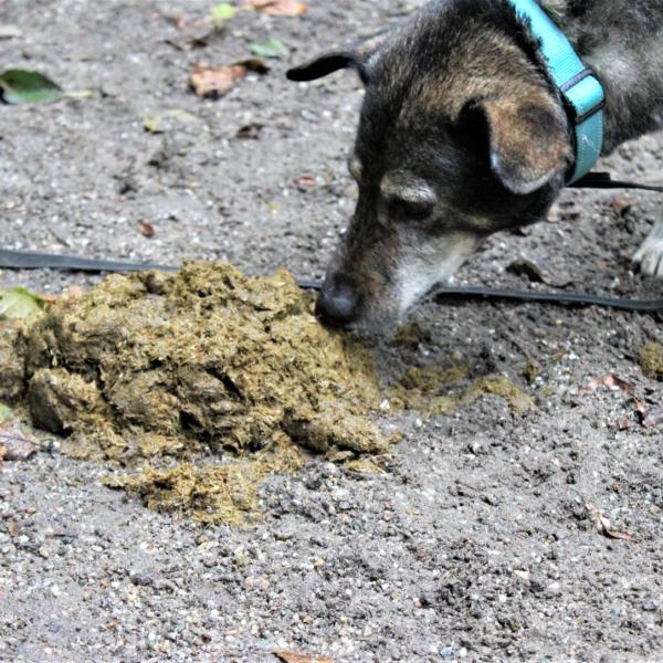 Antigiftködertraining Kurs mit Melanie
