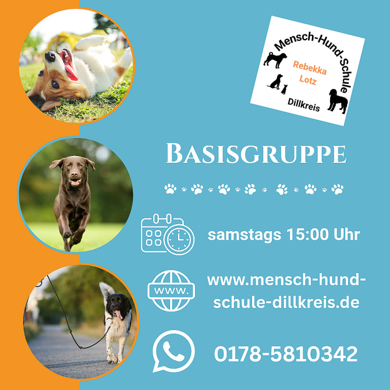 Basisgruppe (Junghundegruppe)
