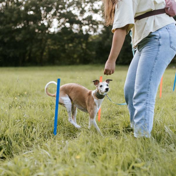 Hunde-Olympiade (Sommer)