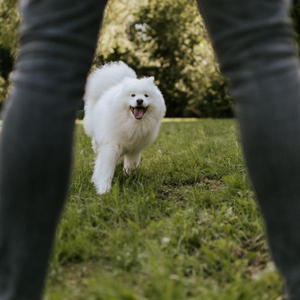 Junghundegruppe Abo (Samstags - 13:45)