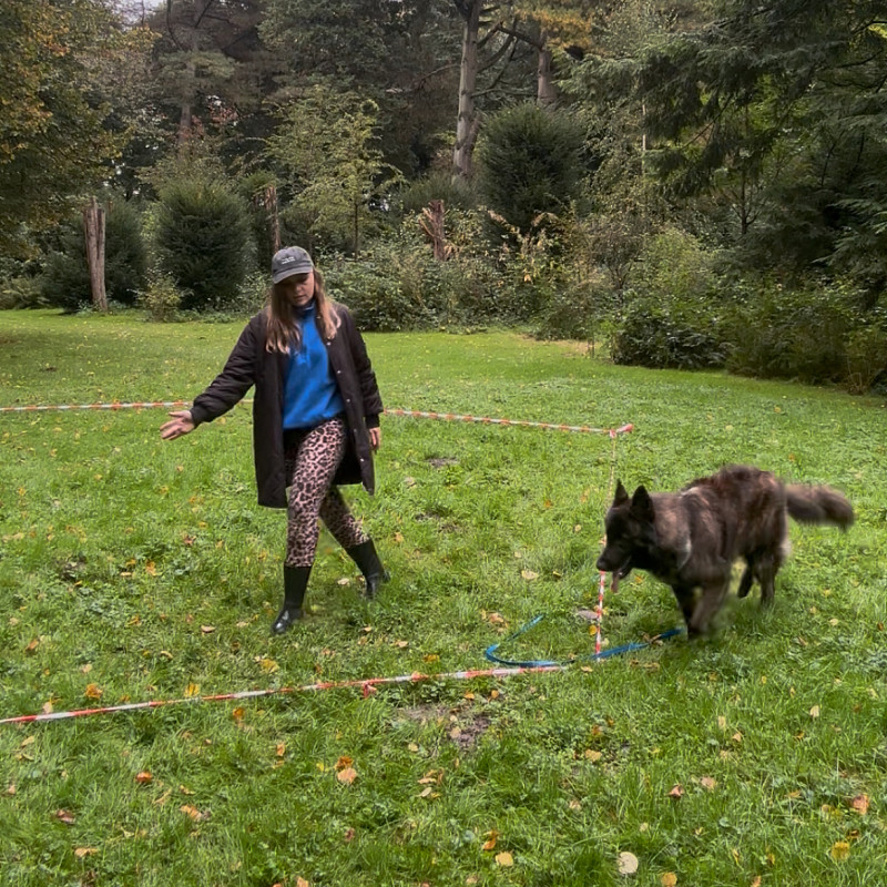 Schnupperkurs: Longieren mit Hund