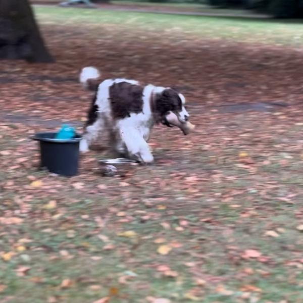 Crossdogging Schnupperkurs