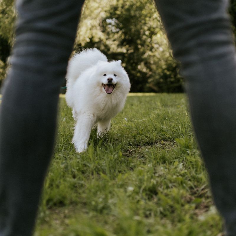 Junghundegruppe Abo (Donnerstags - 18:00)