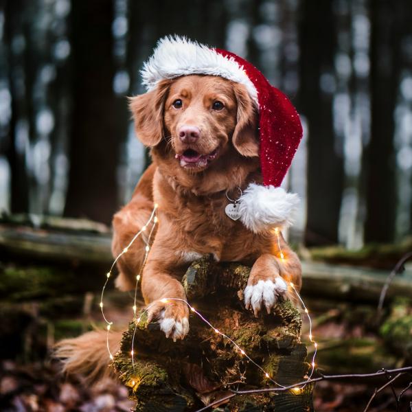 Weihnachts-Krimi-Tour