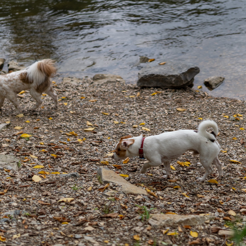 Krimiwanderung