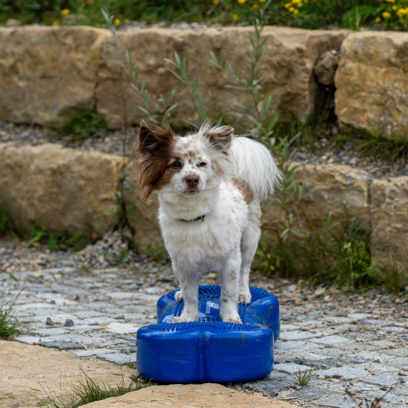 K3Dog Parkour ® -  10:15-11:15 Uhr