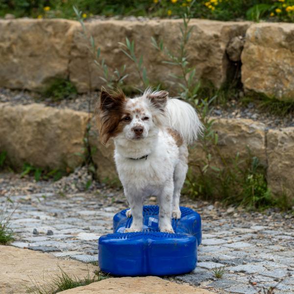 K3Dog Parkour ® -  17:00-18:00 Uhr