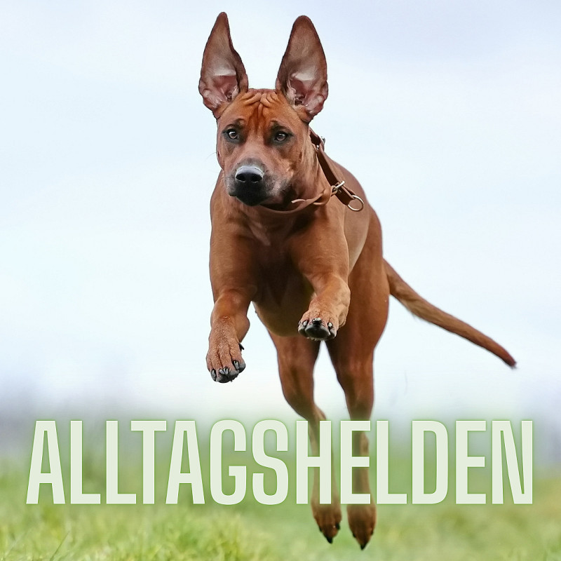 Alltagshelden