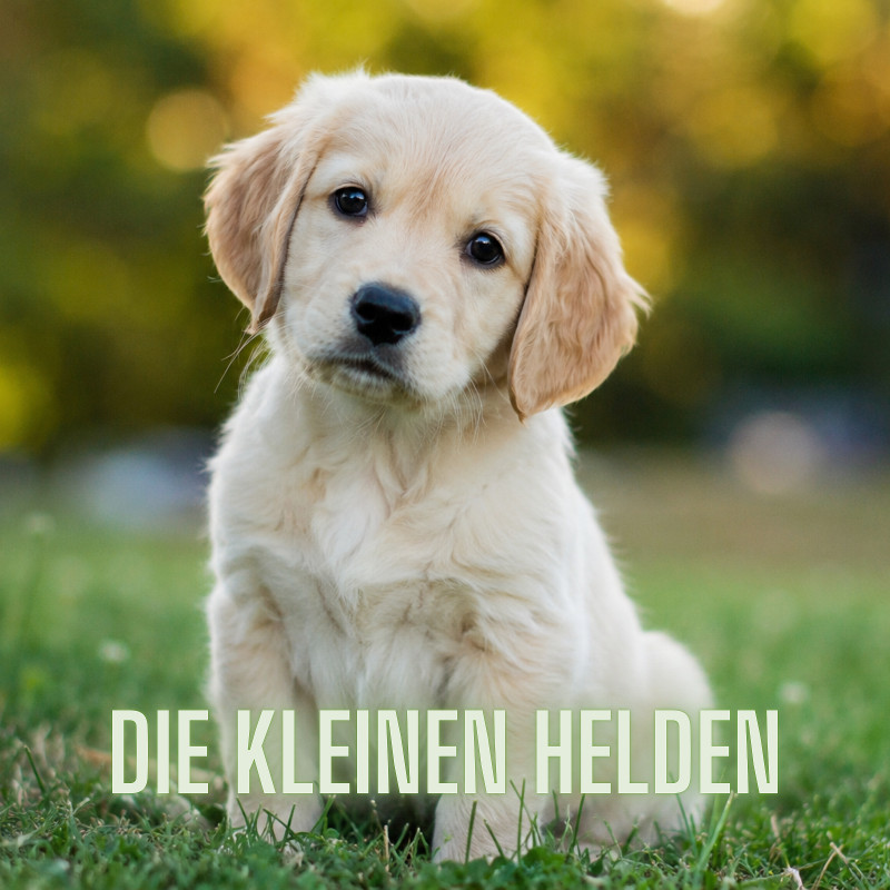 Kleine Helden