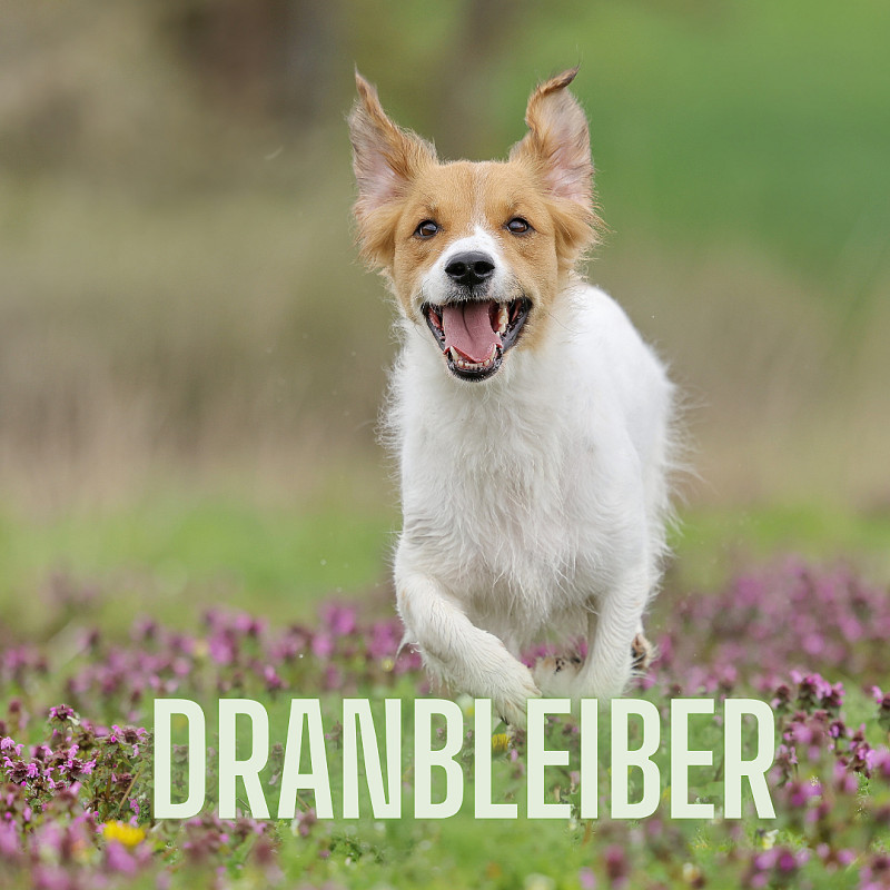 Dranbleiber