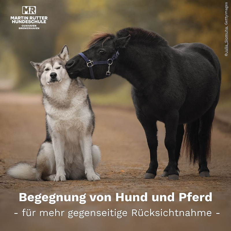 Hundebegegnungen am Pferd sicher meistern