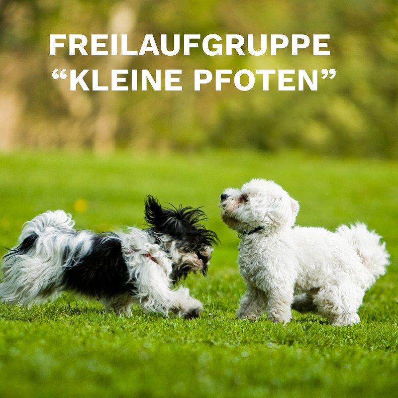 Freilaufgruppe kleine Pfoten