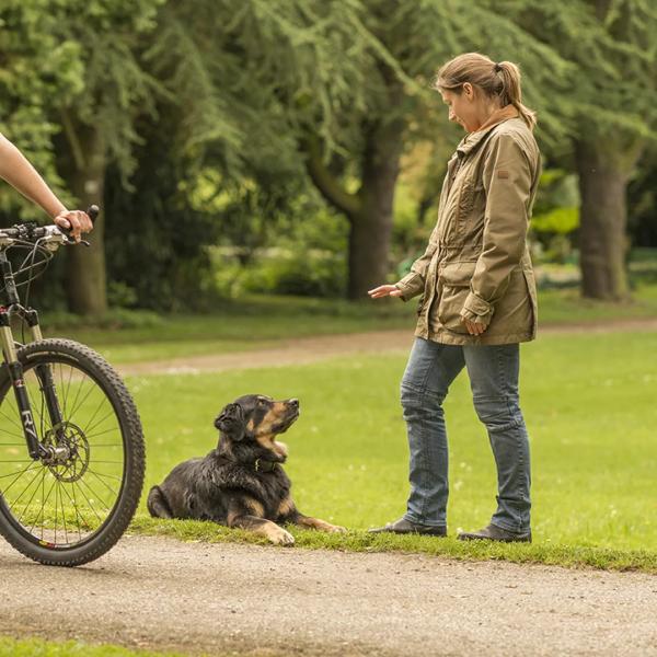Sachkundenachweis / Hundeführerschein online