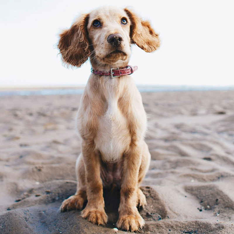 Junghundezeit und Pubertät 2/26