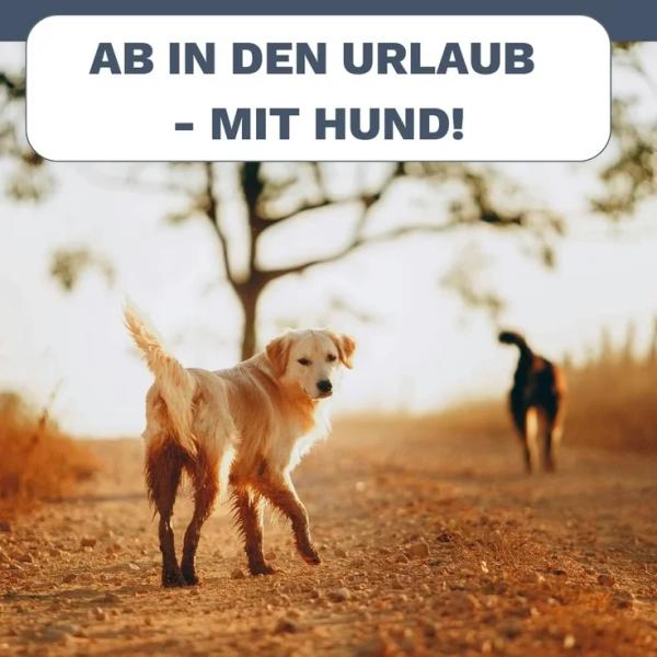 Urlaub mit Hund