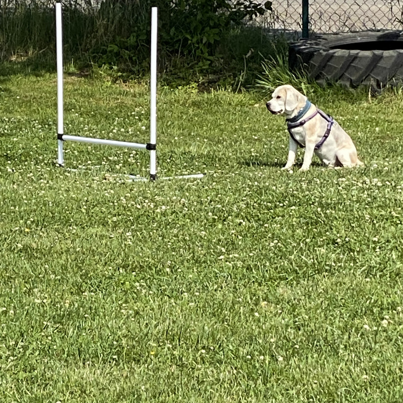 Silberpfoten aktiv - ruhig, sinnvoll, gemeinsam