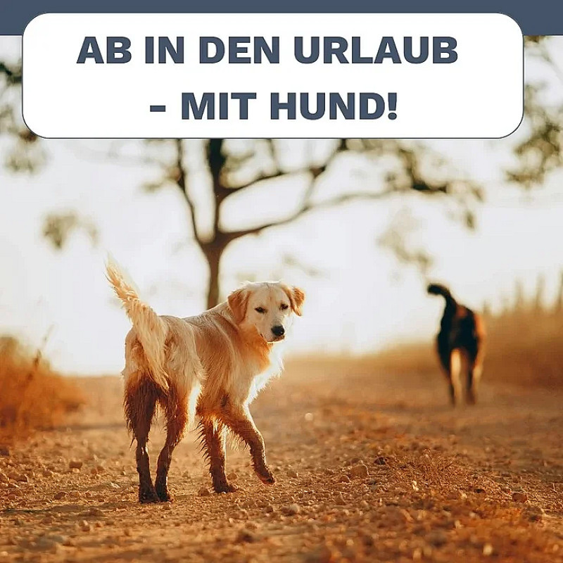 Urlaub mit Hund 2027