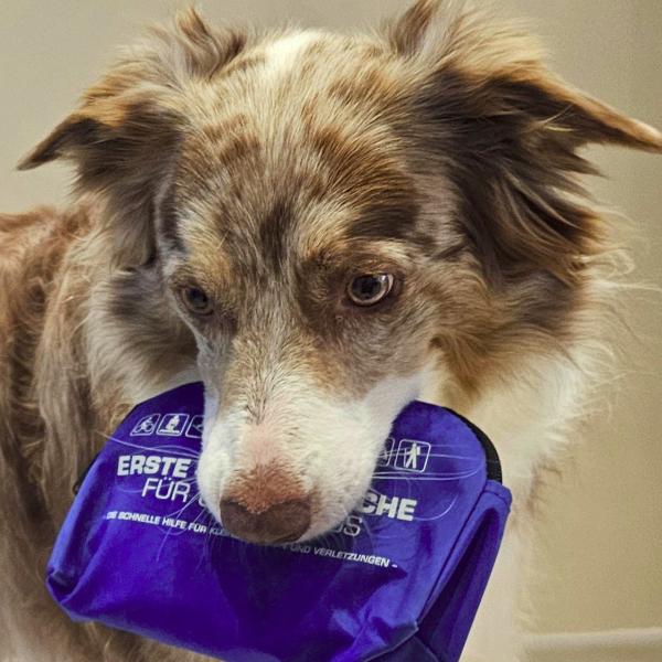 Erste Hilfe für den Hund