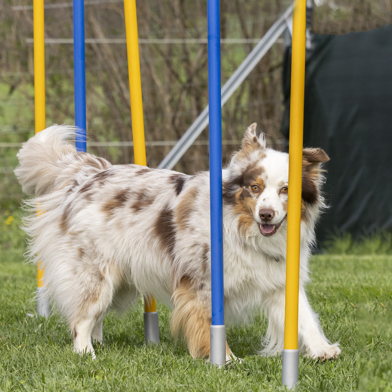 WhatsApp-Kurs 'Slalom Beginner'