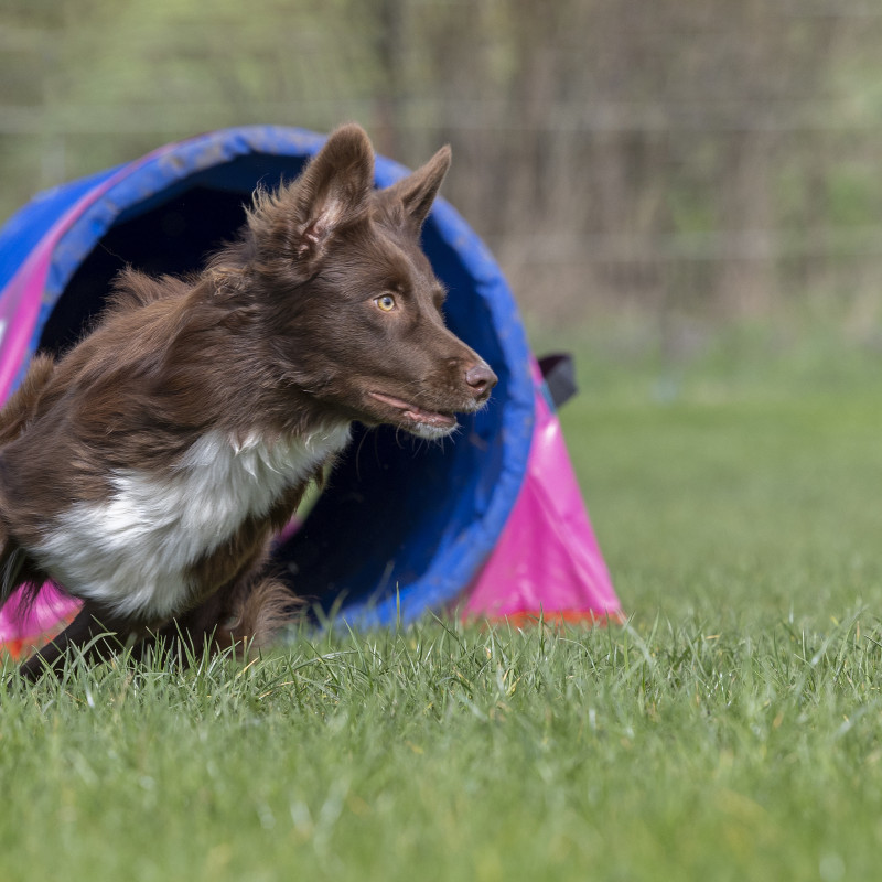 Agility Shooting