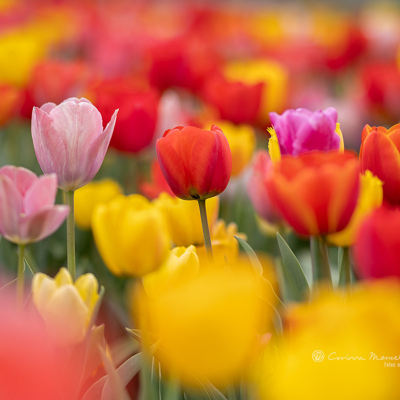 Walk & Shoot 'Flower Power'