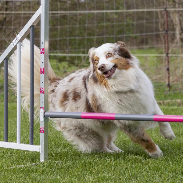 Fun-Agility Folgetermine Einsteiger 3.25