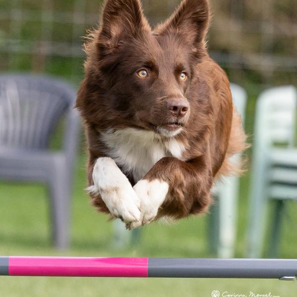 Fun Agility 2.25.2, feste Gruppe