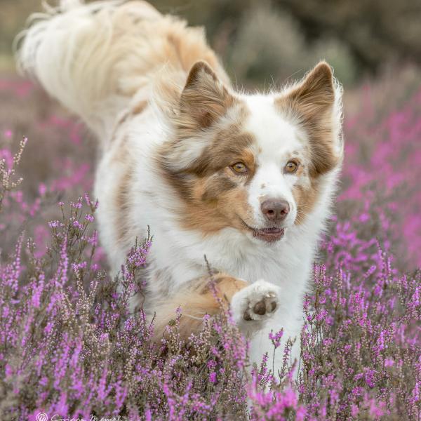 'Teenies auf 4 Pfoten' - Junghundekurs 2.26