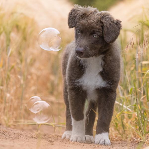 Welpen-Intensivkurs  22