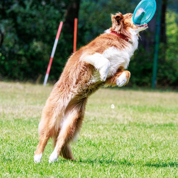 Dog Frisbee Einsteigerkurs 1.26