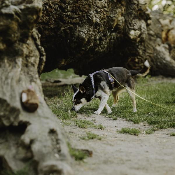 Fährtenarbeit Schnupperstunde in Altona