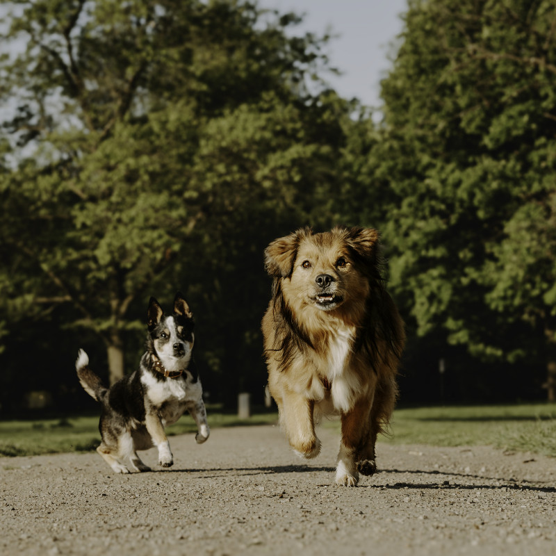 Bundeshundespiele im Stadtpark