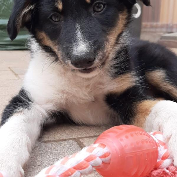 Welpengruppe im Stadtpark