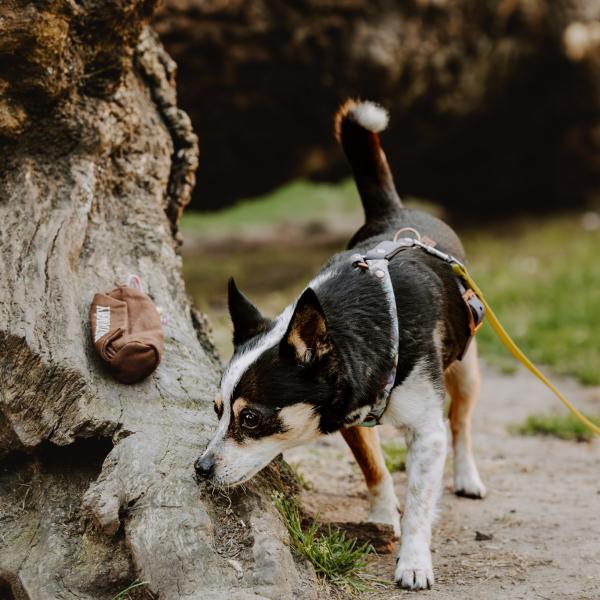 Halloween-Krimi-Tour im Volkspark