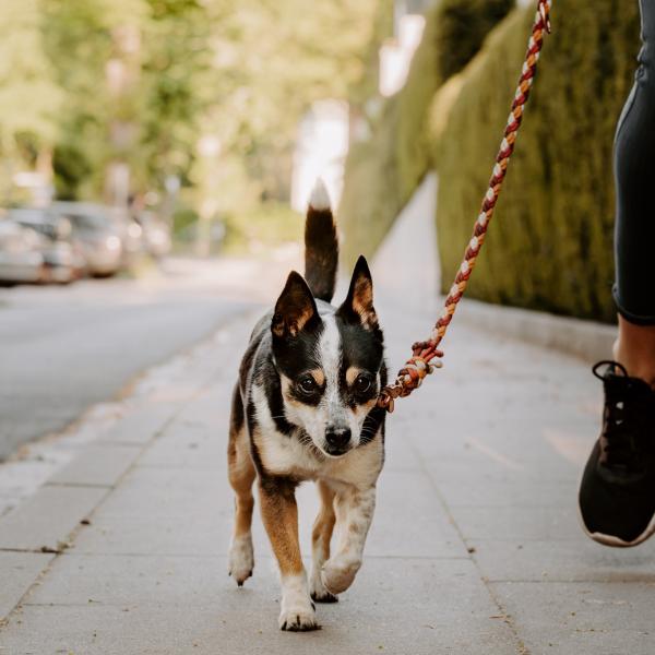 Minikurs Leinenführigkeit & Hundebegegnungen in Altona