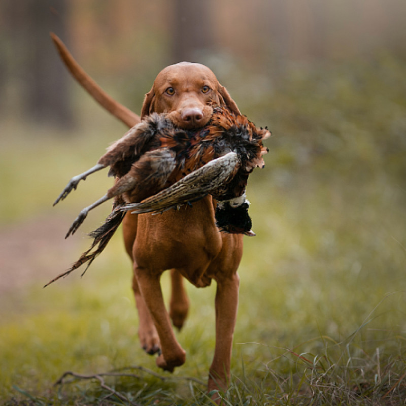 Antijagdkurs in Altona