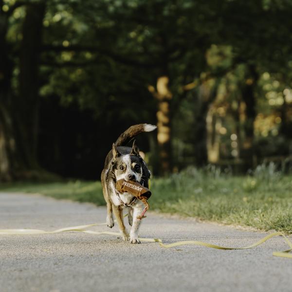 Antijagdkurs im Stadtpark