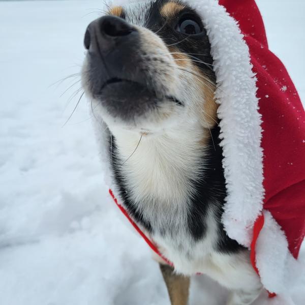 Weihnachts-Krimitour im Stadtpark