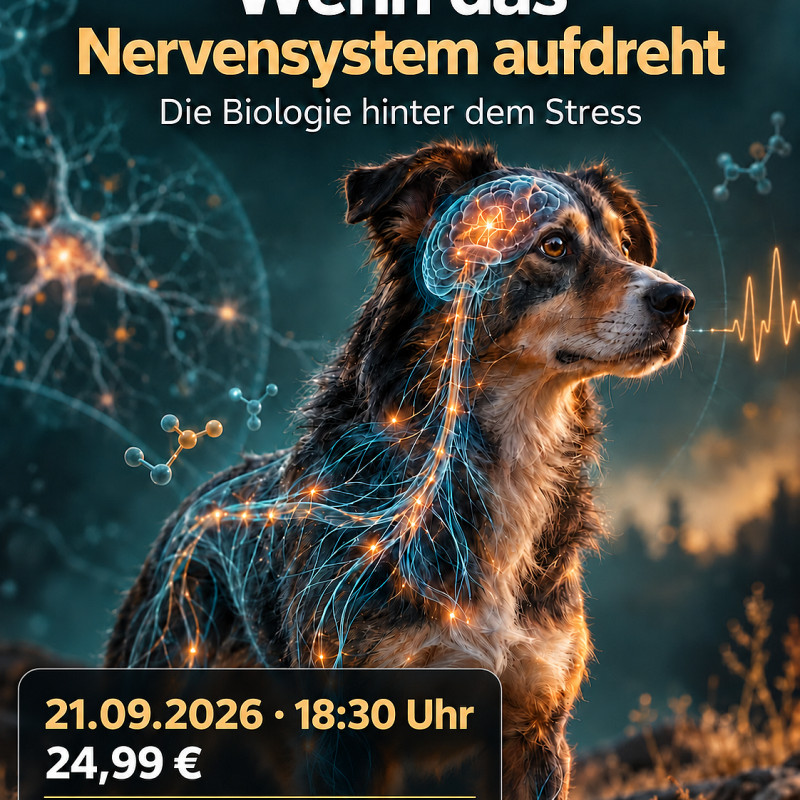 🧠🐕 Wenn das Nervensystem aufdreht – die Biologie hinter dem Stress