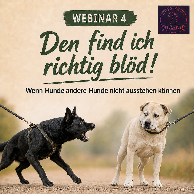 Leinenpöbler verstehen Teil 4 - Den find ich richtig blöd!