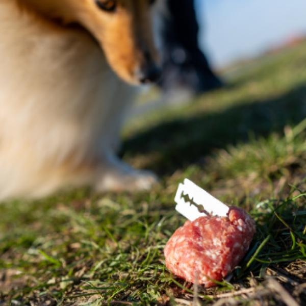Anti-Giftköder-Training