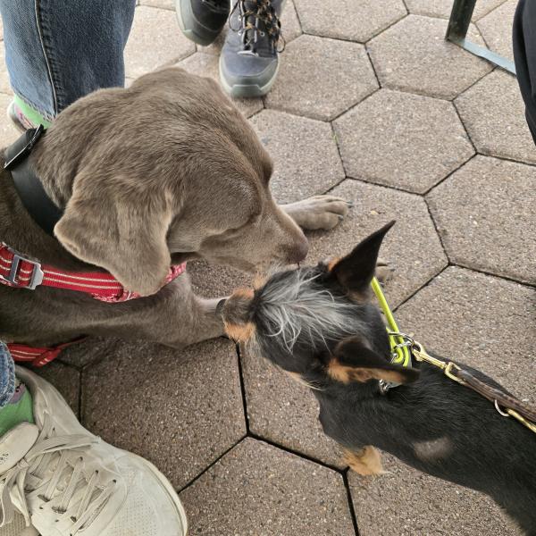 Reiss dich mal zusammen - Teil 1 Frustrationstoleranz