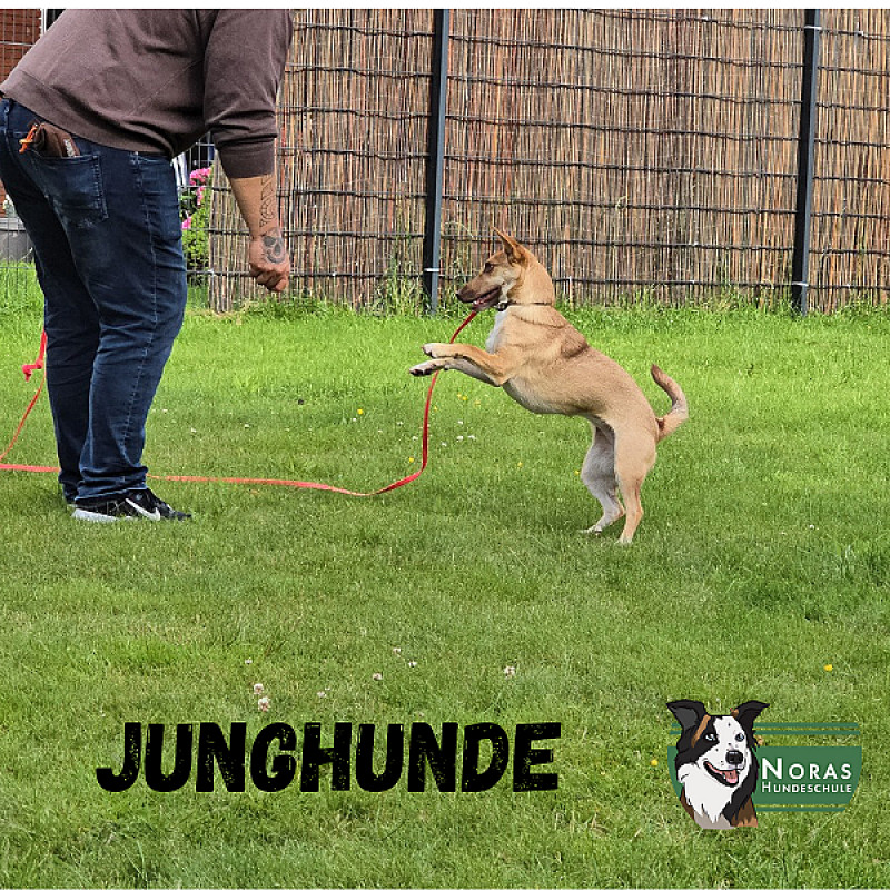 Junghunde Samstag